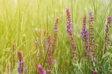 Field herbs, lavender with sun exposure
