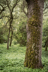 Fototapeta premium Green moss on an old tree