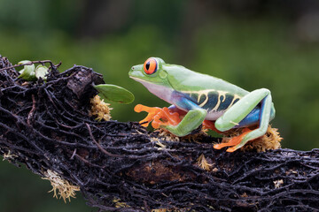 Red eyes tree frog (Agalychnis callidryas) hanging on Branch