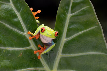 Red eyes tree frog hanging on green leaves, red eyes tree frog (Agalychnis callidryas) closeup