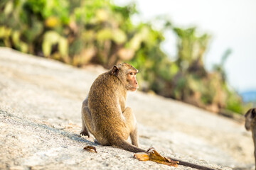 Close-up background view of wild animals (monkeys), high mountain dwellings, live in fast moving groups, some species are preserved in the zoo for people to visit.