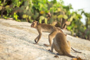 Close-up background view of wild animals (monkeys), high mountain dwellings, live in fast moving groups, some species are preserved in the zoo for people to visit.