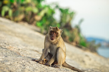 Close-up background view of wild animals (monkeys), high mountain dwellings, live in fast moving groups, some species are preserved in the zoo for people to visit.