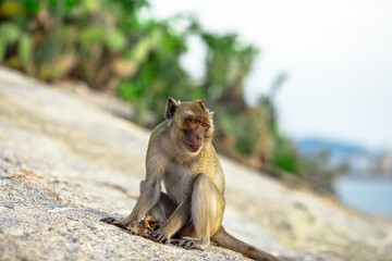 Close-up background view of wild animals (monkeys), high mountain dwellings, live in fast moving groups, some species are preserved in the zoo for people to visit.