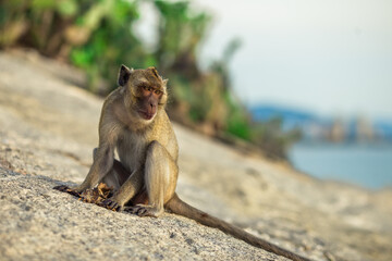 Close-up background view of wild animals (monkeys), high mountain dwellings, live in fast moving groups, some species are preserved in the zoo for people to visit.