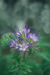 macro photography of blue flowers in the park, Natural background. Flowers background. Beautiful neutral colors..