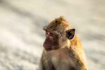 Close-up background view of wild animals (monkeys), high mountain dwellings, live in fast moving groups, some species are preserved in the zoo for people to visit.