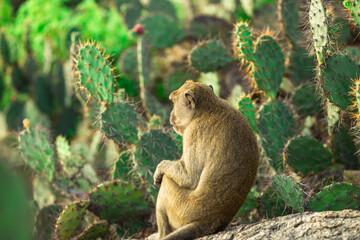 Close-up background view of wild animals (monkeys), high mountain dwellings, live in fast moving groups, some species are preserved in the zoo for people to visit.