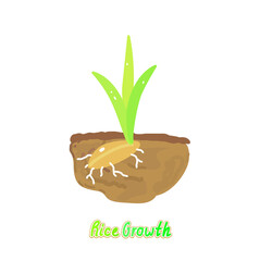 Rice plant  vector on white background.  