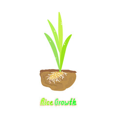 Rice plant  vector on white background.  