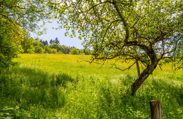 Sunny spring time scenery