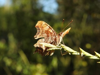 butterfly on a leaf