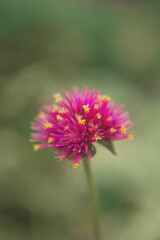 macro photography of small red flowers in the park. Natural background. Flowers background. Beautiful neutral colors..