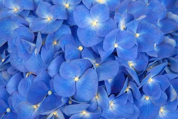Tuinposter Blue hydrangea background © tiantan