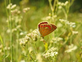 butterfly on a grass