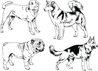 vector drawings sketches pedigree dogs and cats  drawn in ink by hand , objects with no background