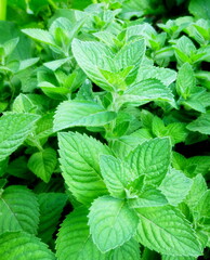 Green mint leaves in the garden Siberia Russia. Top view nature background