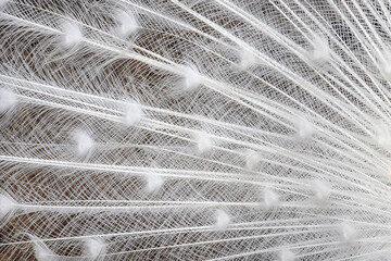 Part of opened tail of white peacock. Natural abstract background, texture. Close-up. Selective focus.