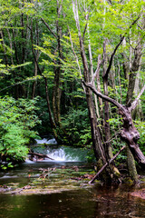 中島台レクリエーションの森