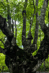 中島台レクリエーションの森