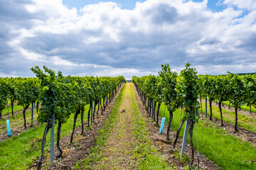 Fototapeta na wymiar green vineyard rows 