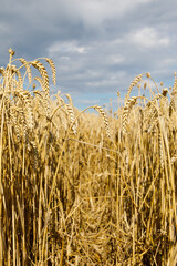 Agriculture field landscape of golden wheat