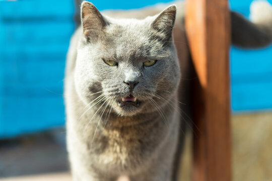 Gray, wild, British cat close-up. He's hungry and angry. His mouth is open, he meows. He is standing on the porch of a private house. He walks by himself.