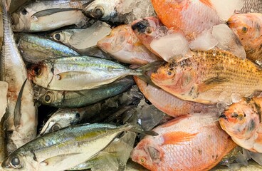 Fresh fish in the ice box