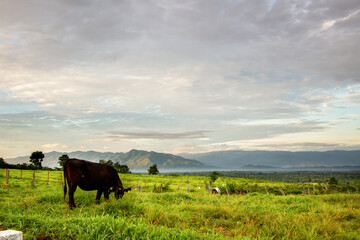 Countryside landscape, farm field and grass with grazing cows on 
pasture in rural scenery with country road, panoramic view