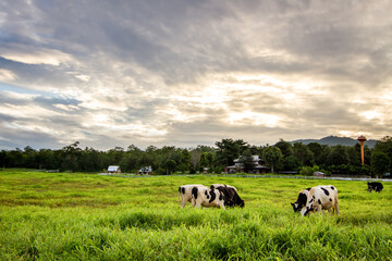 Countryside landscape, farm field and grass with grazing cows on 
pasture in rural scenery with...