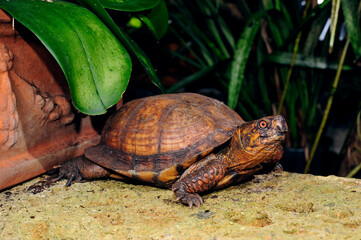 Carolina-Dosenschildkröte // Common box turtle  (Terrapene carolina)