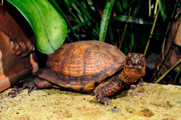 Common box turtle // Carolina-Dosenschildkröte  (Terrapene carolina)