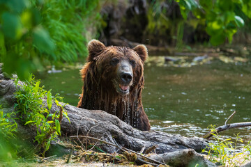 On the lake, a Kamchatka bear emerged from the lake after hunting for fish, water flows down its...