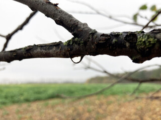drop on the branch