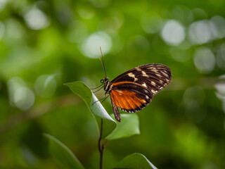 A macro close-up of a butterfly with spread wings, a colorful and beautiful species of tropical insects from America