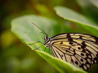A macro close-up of a butterfly with spread wings, a colorful and beautiful species of tropical insects from America
