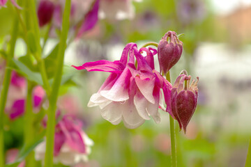 Pink granny's bonnet flowers in summer garden. Aquilegia Vulgaris "Pink Petticoat" or columbine plant
