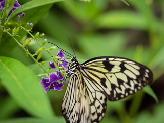 A macro close-up of a butterfly with spread wings, a colorful and beautiful species of tropical insects from America