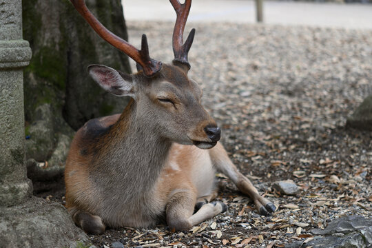Male deer is lying under the tree. He is calm and relaxed.