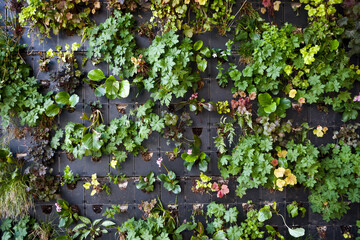 Fragment of vertical garden