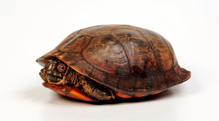 Carolina-Dosenschildkröte - Männchen // Common box turtle - male (Terrapene carolina)