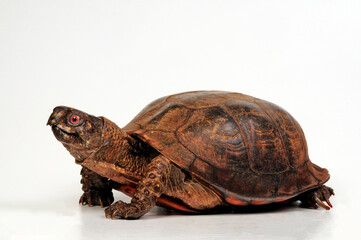 Common box turtle - male // Carolina-Dosenschildkröte - Männchen (Terrapene carolina)