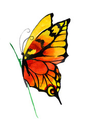 Fototapeta na wymiar Orange butterfly watercolor isolated on white background illustration for all prints.