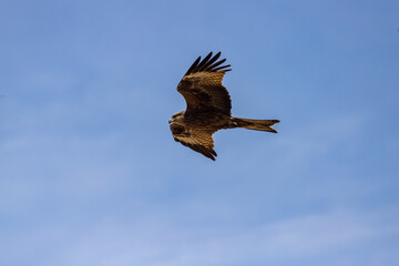 Fototapeta na wymiar A black-eared kite soaring in search of prey in the clear blue sky over the shore of Lake Baikal. Milvus migrans lineatus.
