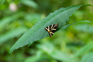 The Jersey tiger (Euplagia quadripunctaria) day flying moth