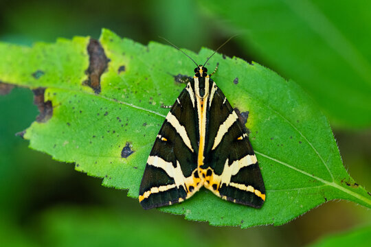 The Jersey tiger (Euplagia quadripunctaria) day flying moth