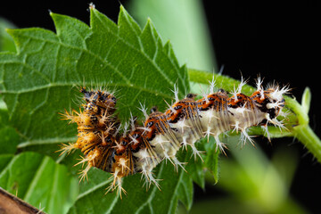 The comma caterpillar (Polygonia c album) feeding on a nettle