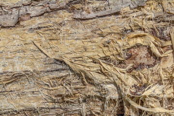 Fissured wood closeup