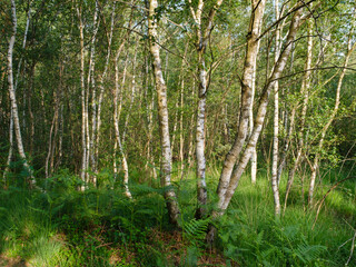 Fototapeta premium Birkenwald im Naturschutzgebiet Venner Moor, Münsterland, Nordrhein-Westfalen, Deutschland