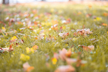 Autumn background. Maple leaves on green grass.